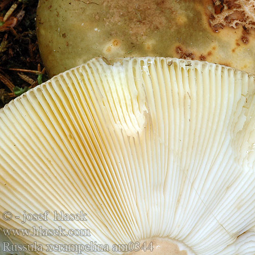 Russula xerampelina am0344