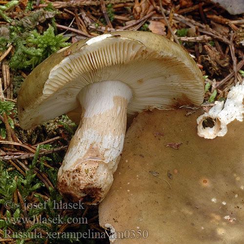 Russula xerampelina am0350