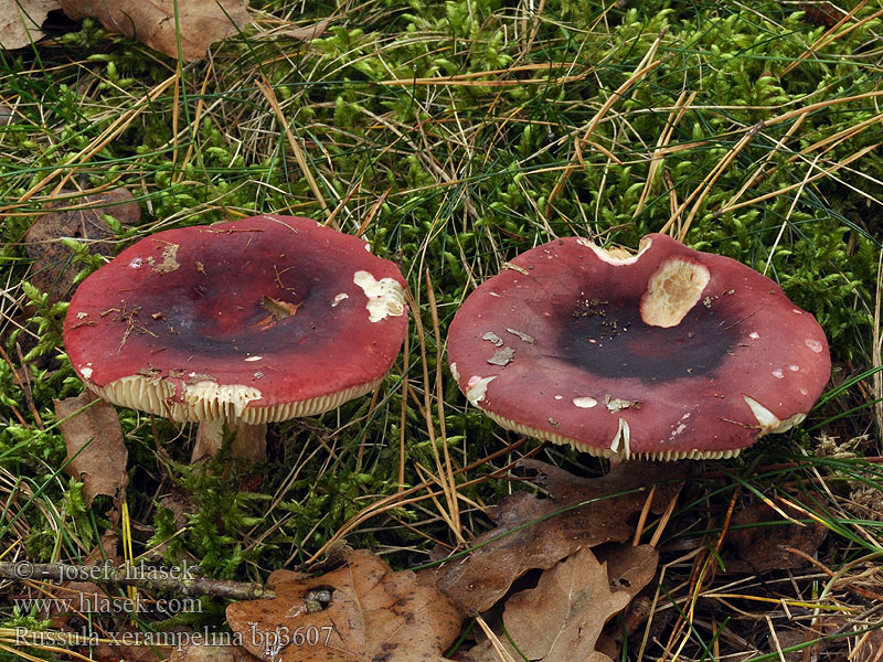 Roter Heringstäubling Rød sildekremle Сыроежка буреющая