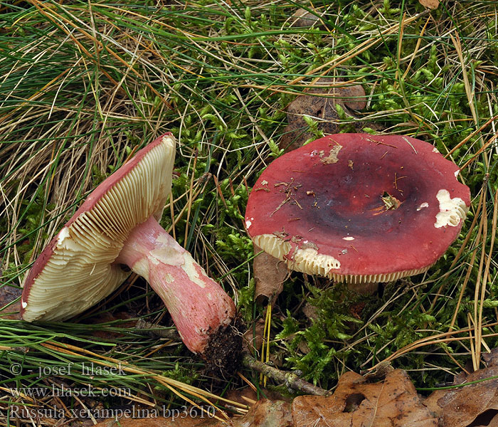 Slanikova golobica Sillkremla Сироїжка воююча