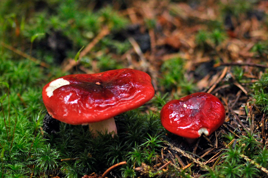 Kangassillihapero Russule feuille-morte Russula xerampelina