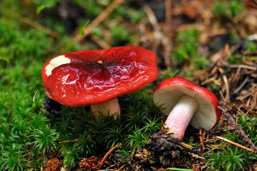 Gołąbek śledziowy Sillkremla 黄孢红菇 Russula xerampelina