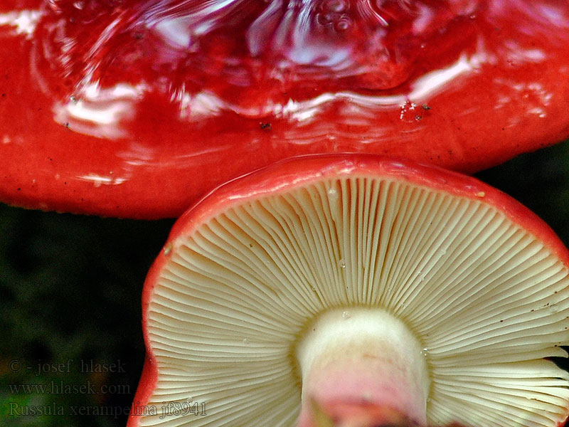 Plávka vínovočervená Crab Brittlegill Russula xerampelina