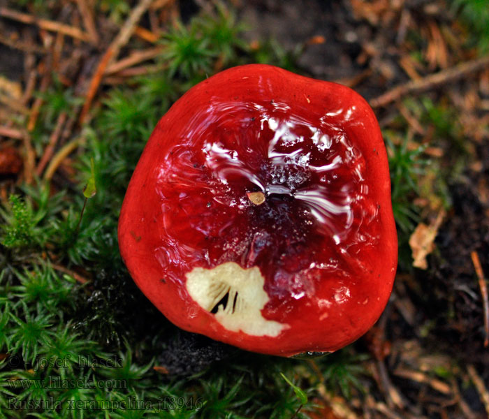 Holubinka révová Shrimp Russula Russula xerampelina