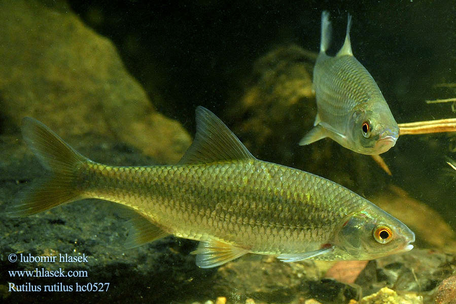 Rutilus rutilus hc0527