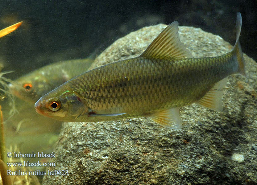 Rutilus rutilus hc0623