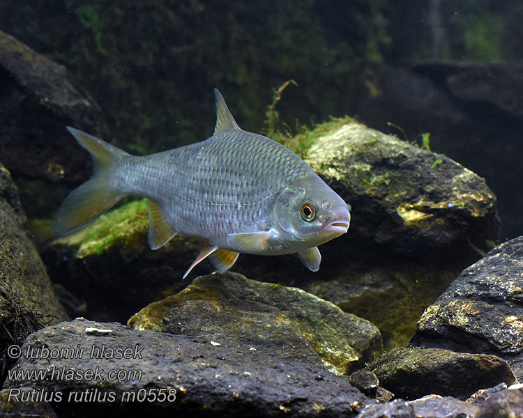 Rutilus rutilus Rotauge Plötze Schwal