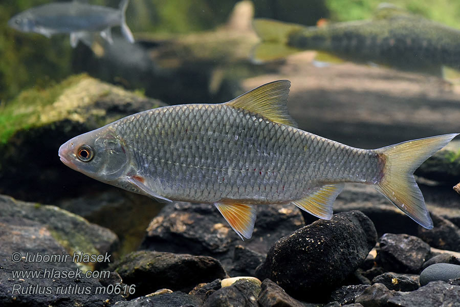 Rutilus rutilus Gardon poisson