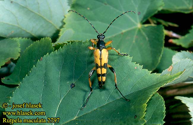 Rutpela maculata Strangalia Leptura Lepture tachetée Spotted Longhorn Tesařík ozbrojený skvrnitý Sydlig blomsterbuk Gefleckter Schmalbock Gevlekte smalbok Tarkacsápú karcsúcincér Baldurek pstrokaty Рутпела пятнистая Fuzáč škvrnitý Fläckig blombock