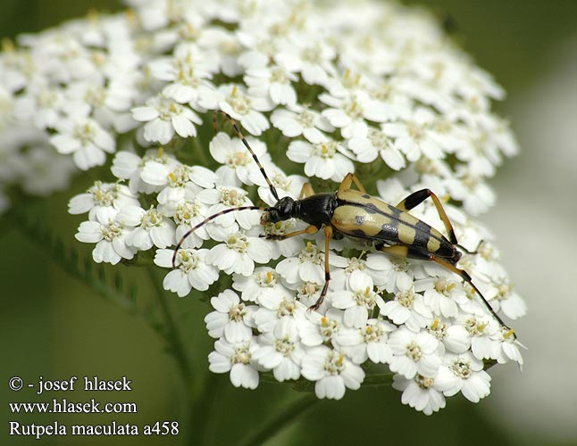 Spotted Longhorn Tesařík ozbrojený skvrnitý Sydlig blomsterbuk Gefleckter Schmalbock Gevlekte smalbok Tarkacsápú karcsúcincér Baldurek pstrokaty Рутпела пятнистая Fuzáč škvrnitý Fläckig blombock Rutpela maculata Strangalia Leptura Lepture tachetée