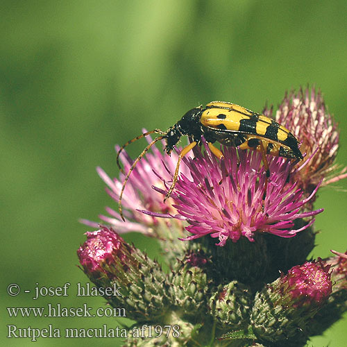 Baldurek pstrokaty Рутпела пятнистая Fuzáč škvrnitý Fläckig blombock Rutpela maculata Strangalia Leptura Lepture tachetée Spotted Longhorn Tesařík ozbrojený skvrnitý Sydlig blomsterbuk Gefleckter Schmalbock Gevlekte smalbok Tarkacsápú karcsúcincér