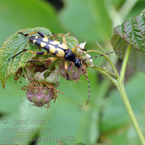 Fläckig blombock Rutpela maculata Strangalia Leptura Lepture tachetée Spotted Longhorn Tesařík ozbrojený skvrnitý Sydlig blomsterbuk Gefleckter Schmalbock Gevlekte smalbok Tarkacsápú karcsúcincér Baldurek pstrokaty Рутпела пятнистая Fuzáč škvrnitý