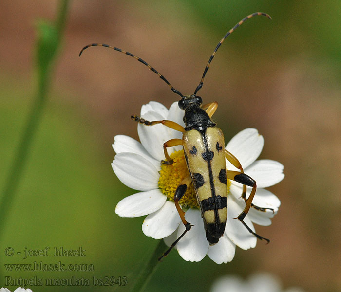 Fuzáč škvrnitý Fläckig blombock Rutpela maculata Strangalia Leptura