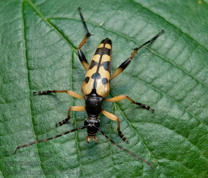 Gevlekte smalbok Tarkacsápú karcsúcincér Rutpela maculata Strangalia Leptura