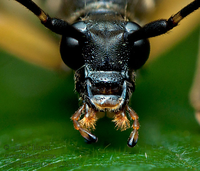 Sydlig blomsterbuk Gefleckter Schmalbock Rutpela maculata Strangalia Leptura