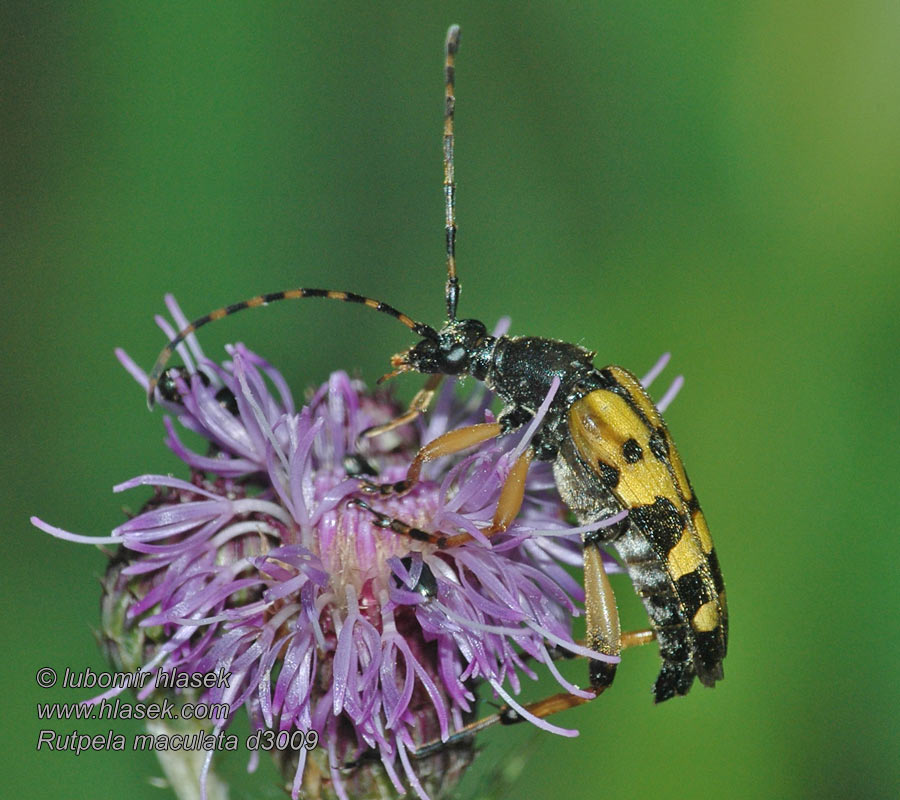 Tesařík ozbrojený skvrnitý Rutpela maculata Strangalia Leptura