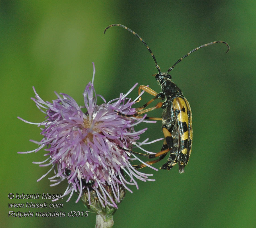 Lepture tachetée Spotted Longhorn Rutpela maculata Strangalia Leptura