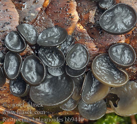 Rutstroemia bulgarioides bb9440
