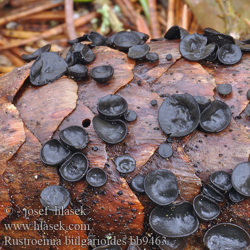 Rutstroemia bulgarioides bb9463