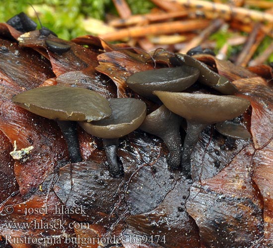 Ciboria bulgarioides Rutstroemia Terčka šišková Jahňadka smreková Kogle-knoldskive Käpynastakka Fichtenzapfen-Stromabecherling Fichtenzapfenbecherling Fichtenzapfen-Becherling Baziówka szyszkowata