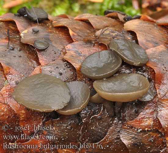 Rutstroemia bulgarioides bb9476