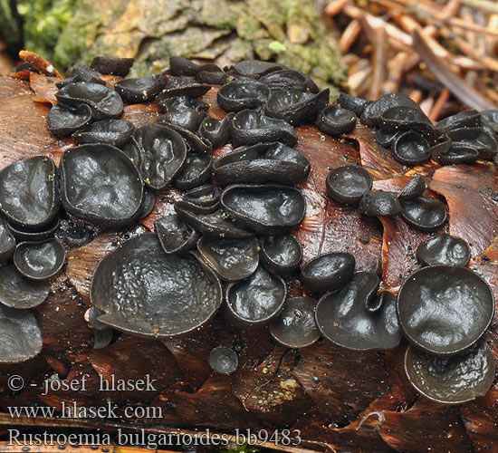 Rutstroemia bulgarioides bb9483