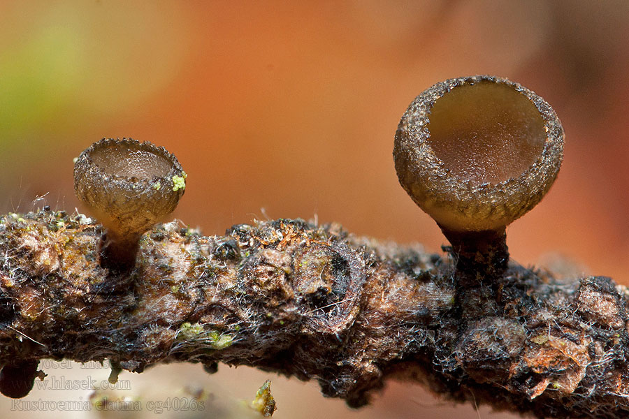 Rutstroemia elatina Terčka jedlová