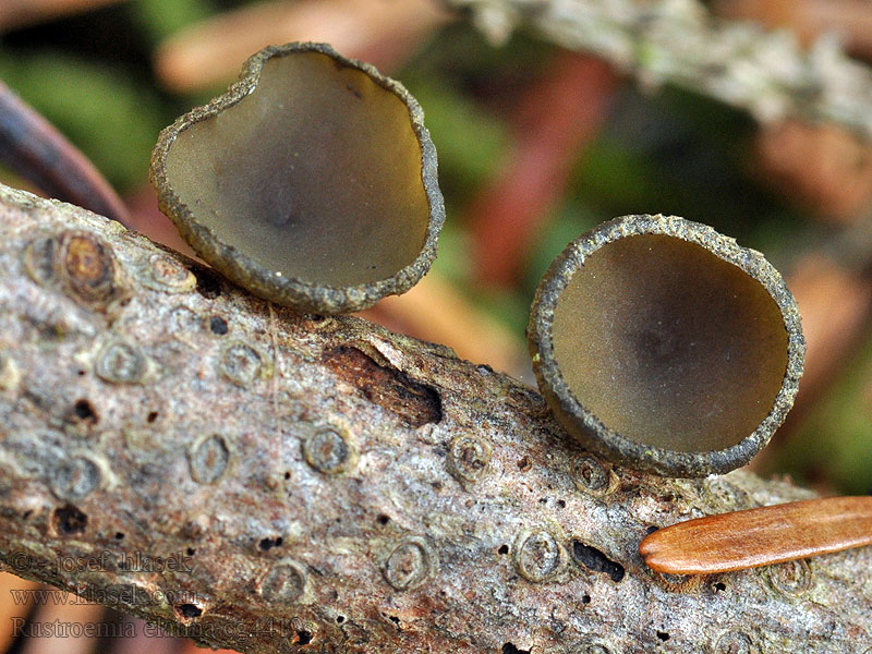 Rutstroemia elatina Weißtannen-Stromabecherling