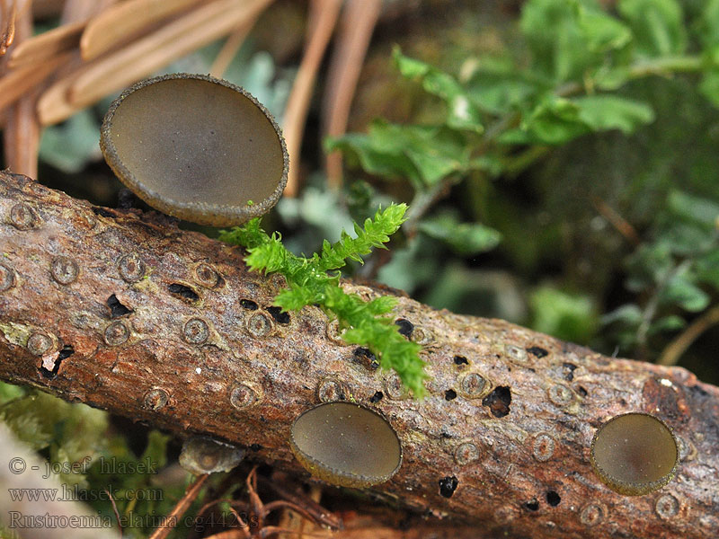 Rutstroemia elatina Baziówka jodłowa