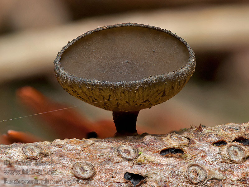 Weißtannen-Stromabecherling Rutstroemia elatina