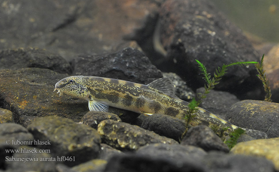 Sabanejewia balcanica Cobitis aurata Golden spined loach Sekavčík horský Balkan-Goldsteinbeißer Koza bałkańska Pĺž vrchovský Balkáni csík Щиповка балканская Балкански щипок лискур лингур Cobite Balcani dorato Щипавка балканська