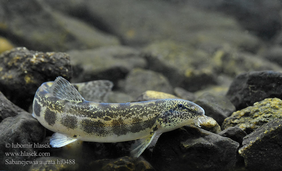 Балкански щипок лискур лингур Cobite Balcani dorato Щипавка балканська Sabanejewia balcanica Cobitis aurata Golden spined loach Sekavčík horský Balkan-Goldsteinbeißer Koza bałkańska Pĺž vrchovský Balkáni csík Щиповка балканская