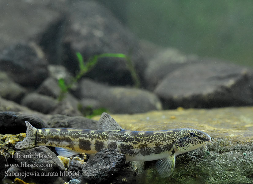 Щипавка балканська Sabanejewia balcanica Cobitis aurata Golden spined loach Sekavčík horský Balkan-Goldsteinbeißer Koza bałkańska Pĺž vrchovský Balkáni csík Щиповка балканская Балкански щипок лискур лингур Cobite Balcani dorato