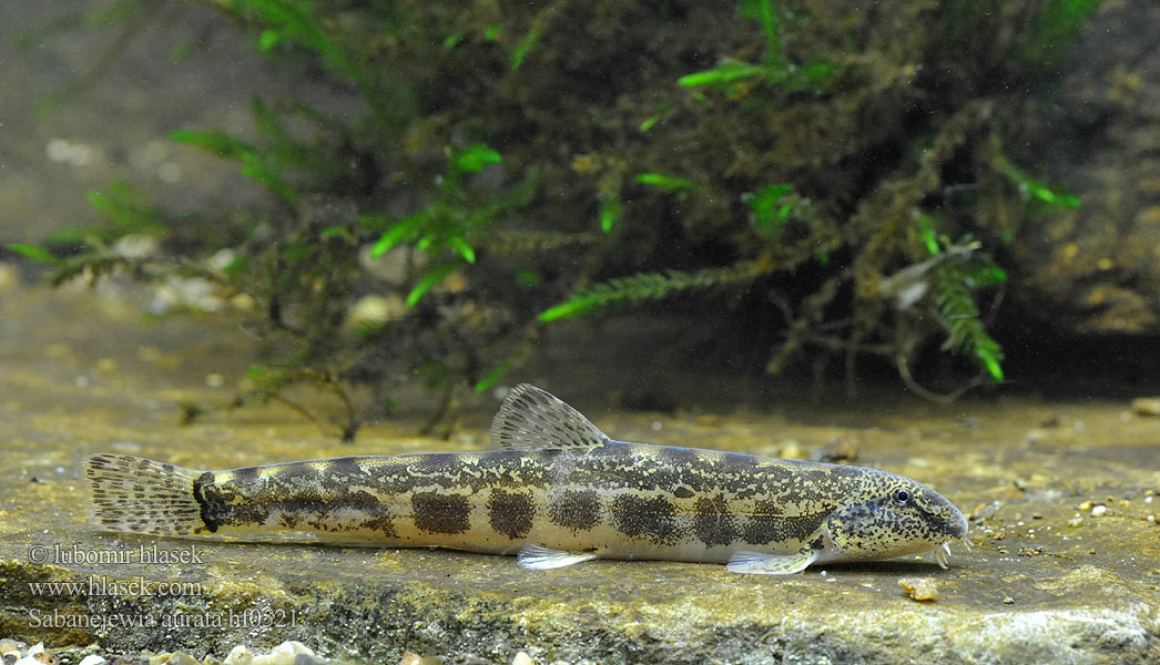 Sabanejewia aurata balcanica Cobitis Golden spined loach Sekavčík horský Balkan-Goldsteinbeißer Koza bałkańska Pĺž vrchovský Balkáni csík Щиповка балканская Балкански щипок лискур лингур Cobite Balcani dorato Щипавка балканська