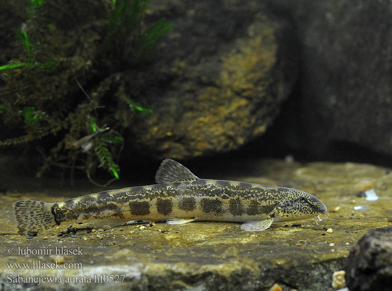 Golden spined loach Sekavčík horský Balkan-Goldsteinbeißer Koza bałkańska Pĺž vrchovský Balkáni csík Щиповка балканская Балкански щипок лискур лингур Cobite Balcani dorato Щипавка балканська Sabanejewia aurata balcanica Cobitis