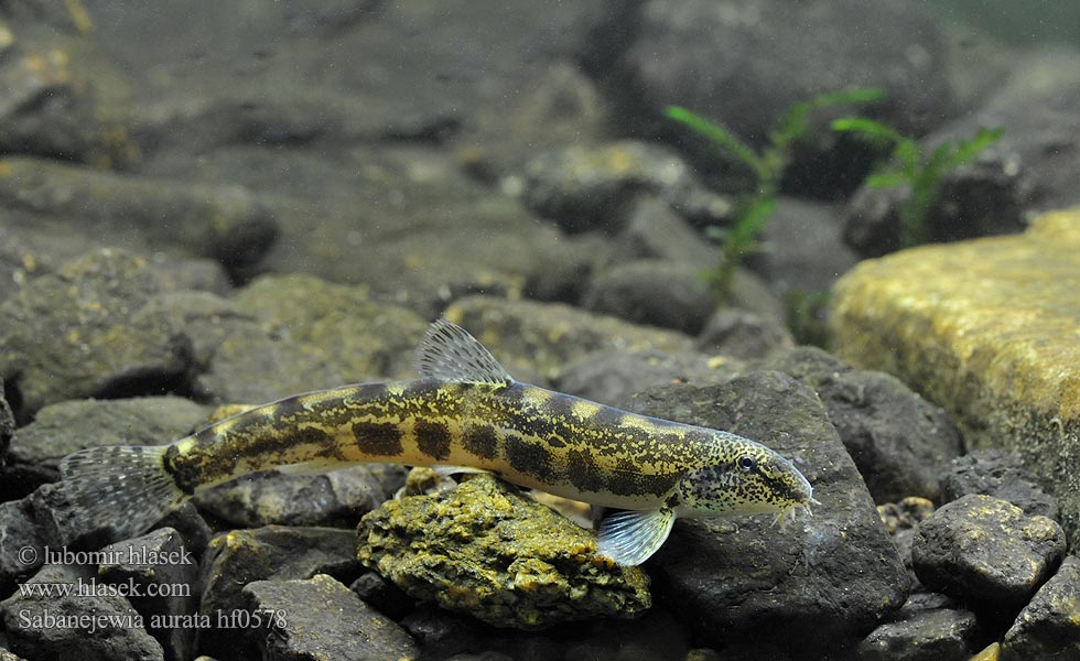 Cobite Balcani dorato Щипавка балканська Sabanejewia aurata balcanica Cobitis Golden spined loach Sekavčík horský Balkan-Goldsteinbeißer Koza bałkańska Pĺž vrchovský Balkáni csík Щиповка балканская Балкански щипок лискур лингур