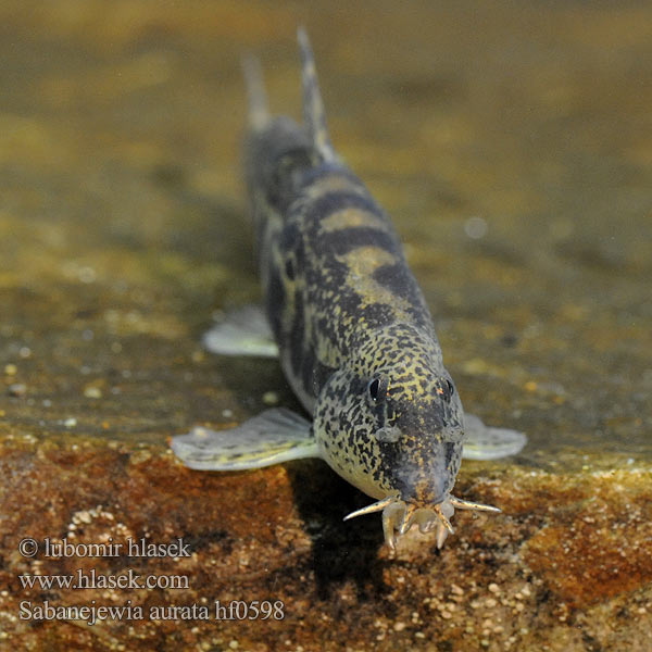 Sabanejewia aurata balcanica Cobitis Cobite Balcani dorato Щипавка балканська Golden spined loach Sekavčík horský Balkan-Goldsteinbeißer Koza bałkańska Pĺž vrchovský Balkáni csík Щиповка балканская Балкански щипок лискур лингур