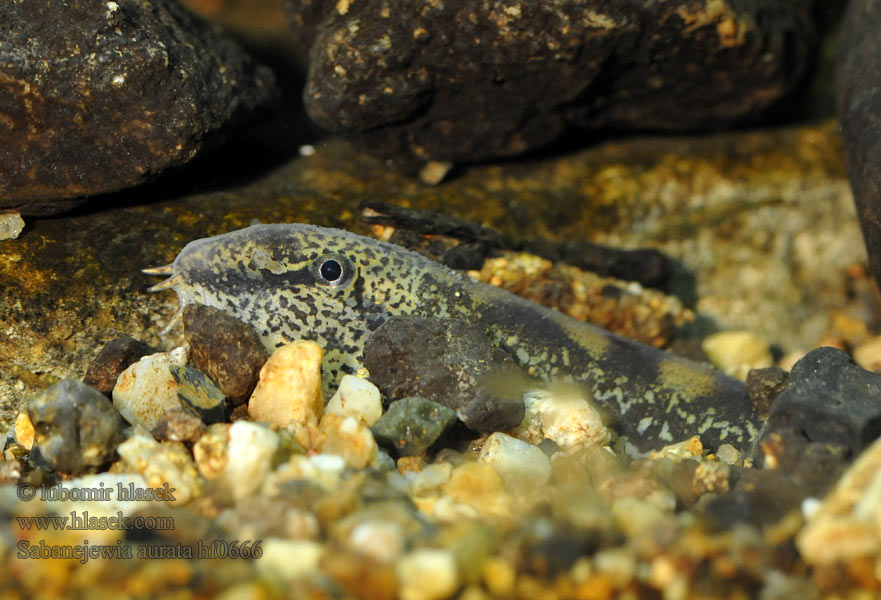 Cobite Balcani dorato Sabanejewia aurata balcanica Cobitis Щипавка балканська Golden spined loach Sekavčík horský Balkan-Goldsteinbeißer Koza bałkańska Pĺž vrchovský Balkáni csík Щиповка балканская Балкански щипок лискур лингур