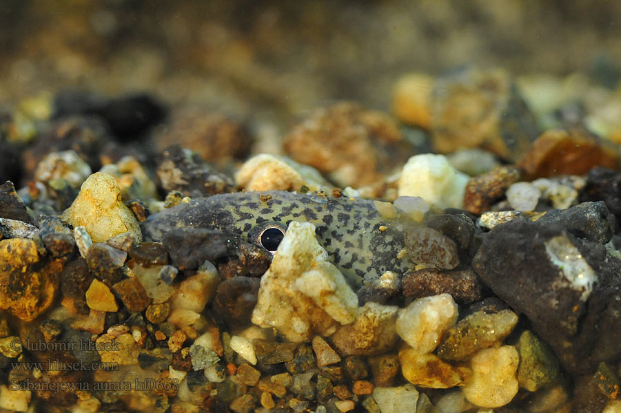 Sabanejewia aurata Cobitis Cobite Щипавка балканська Balcani dorato Golden spined loach Sekavčík horský Balkan-Goldsteinbeißer Koza bałkańska Pĺž vrchovský Balkáni csík Щиповка балканская Балкански щипок лискур лингур