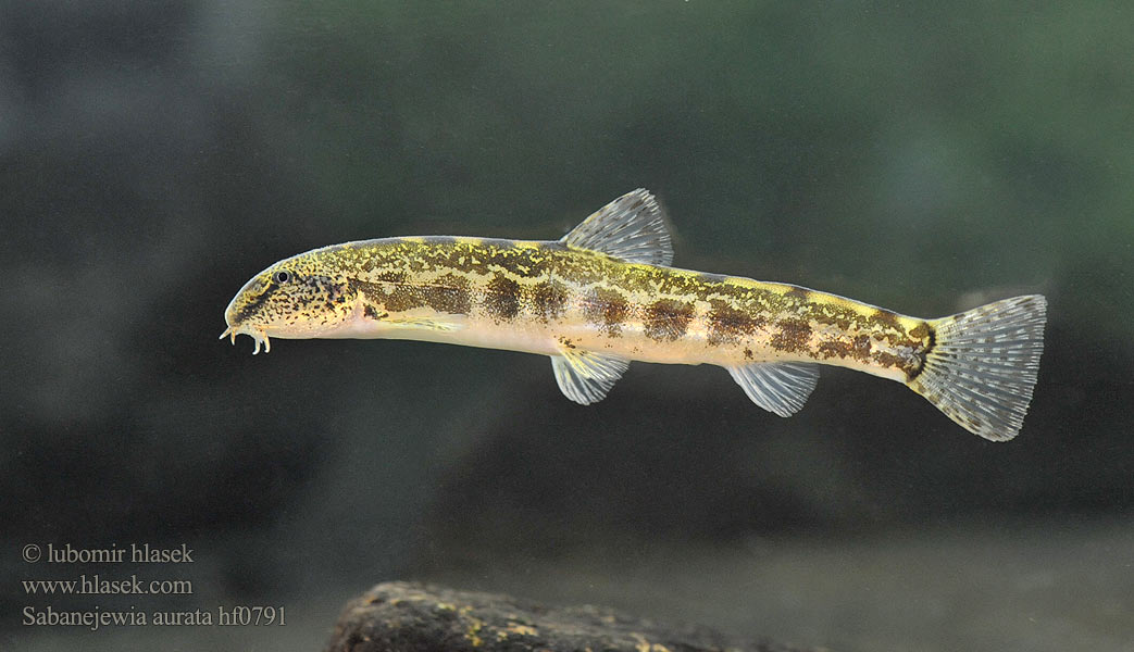 Щипавка балканська Sabanejewia aurata Cobitis Cobite Balcani dorato Golden spined loach Sekavčík horský Balkan-Goldsteinbeißer Koza bałkańska Pĺž vrchovský Balkáni csík Щиповка балканская Балкански щипок лискур лингур