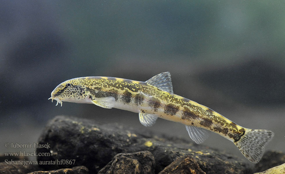 Golden spined loach Sabanejewia aurata Cobitis Cobite Щипавка балканська Balcani dorato Sekavčík horský Balkan-Goldsteinbeißer Koza bałkańska Pĺž vrchovský Balkáni csík Щиповка балканская Балкански щипок лискур лингур