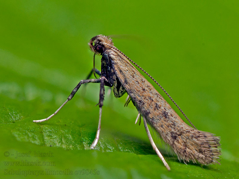 Sabulopteryx limosella Aspilapteryx Gamander-Blatttütenfalter