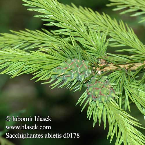 Sacchiphantes abietis Korovnice smrková Spruce Gall Aphid Gul ananasgallelus Isohavukirva Cherme dell'a- bete rosso Gelbe Fichtengallenlaus Gul grangallelus Ochojnik świerkowiec Хермес желтый Kôrovnica smreková Större granbarrlusen