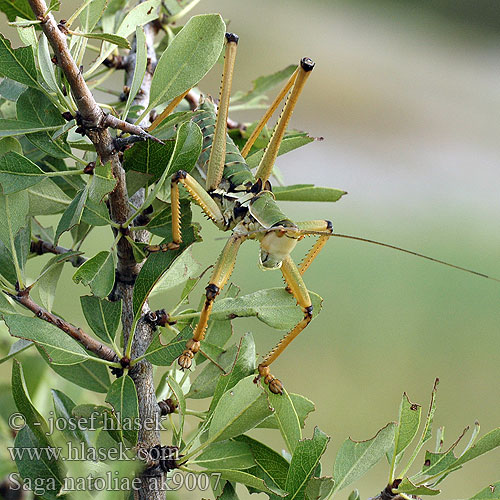 Saga natoliae