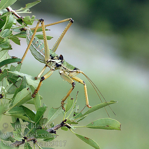 Saga natoliae