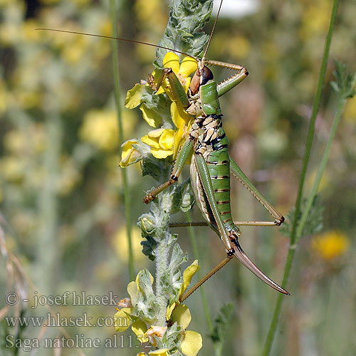 Saga natoliae