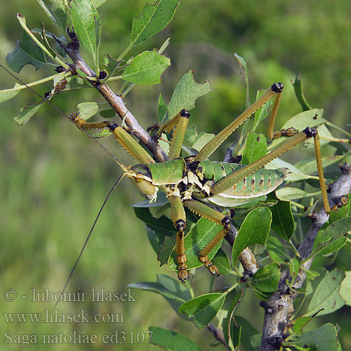 Saga natoliae