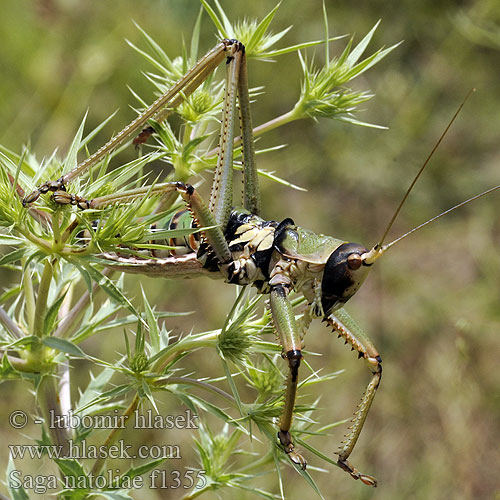 Saga natoliae