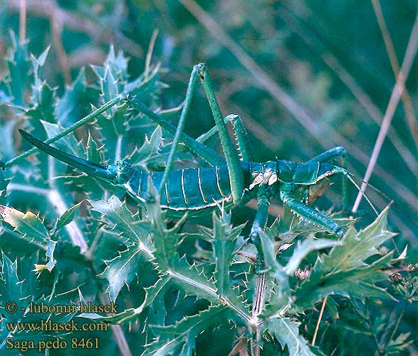 Saga pedo Matriarchal Matryarche katydid Magicienne dentelée Fűrészlábú szöcske Große Sägeschrecke Pasikonik Saga stepowy stepná Kobylka sága Cosasul Cal stepa Дыбка степная Kobilica žagarica