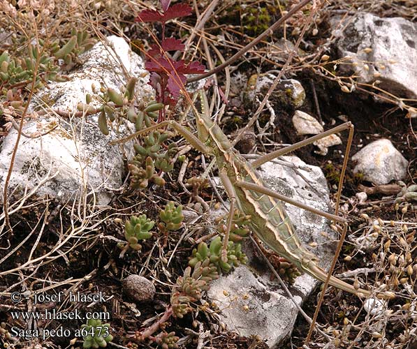 Saga pedo Große Sägeschrecke Pasikonik Saga stepowy stepná Kobylka sága Cosasul Cal stepa Дыбка степная Kobilica žagarica Matriarchal Matryarche katydid Magicienne dentelée Fűrészlábú szöcske